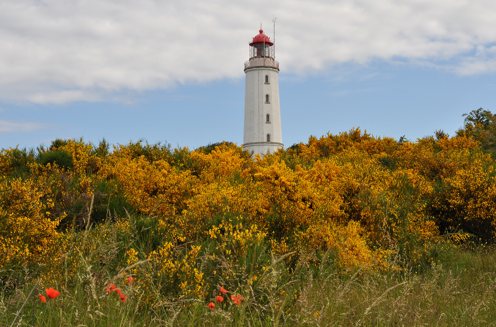 Blühender Ginster vor dem Leuchtturm