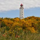 Blühender Ginster vor dem Leuchtturm