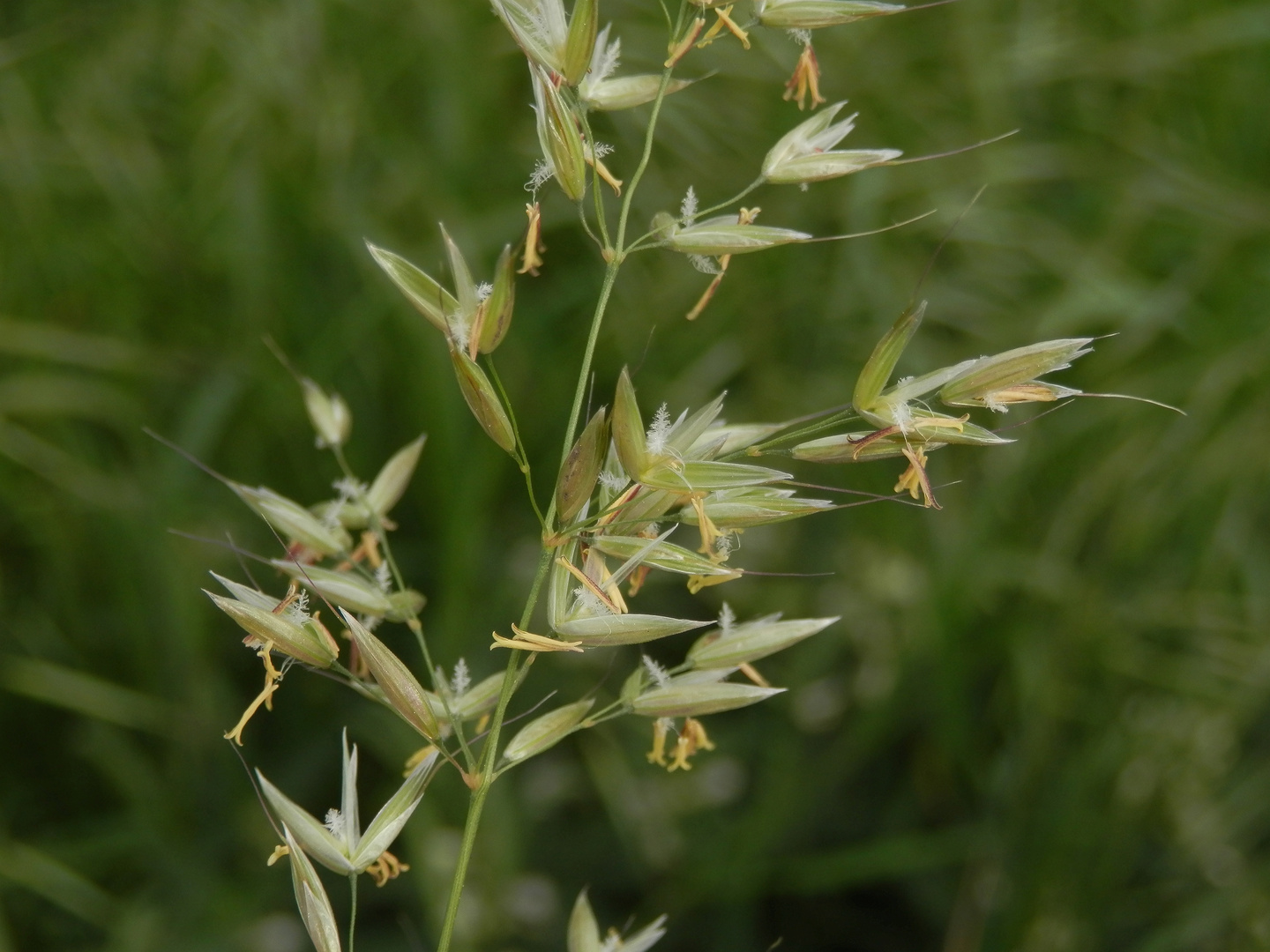 Blühender Glatthafer (Arrhenatherum elatius)