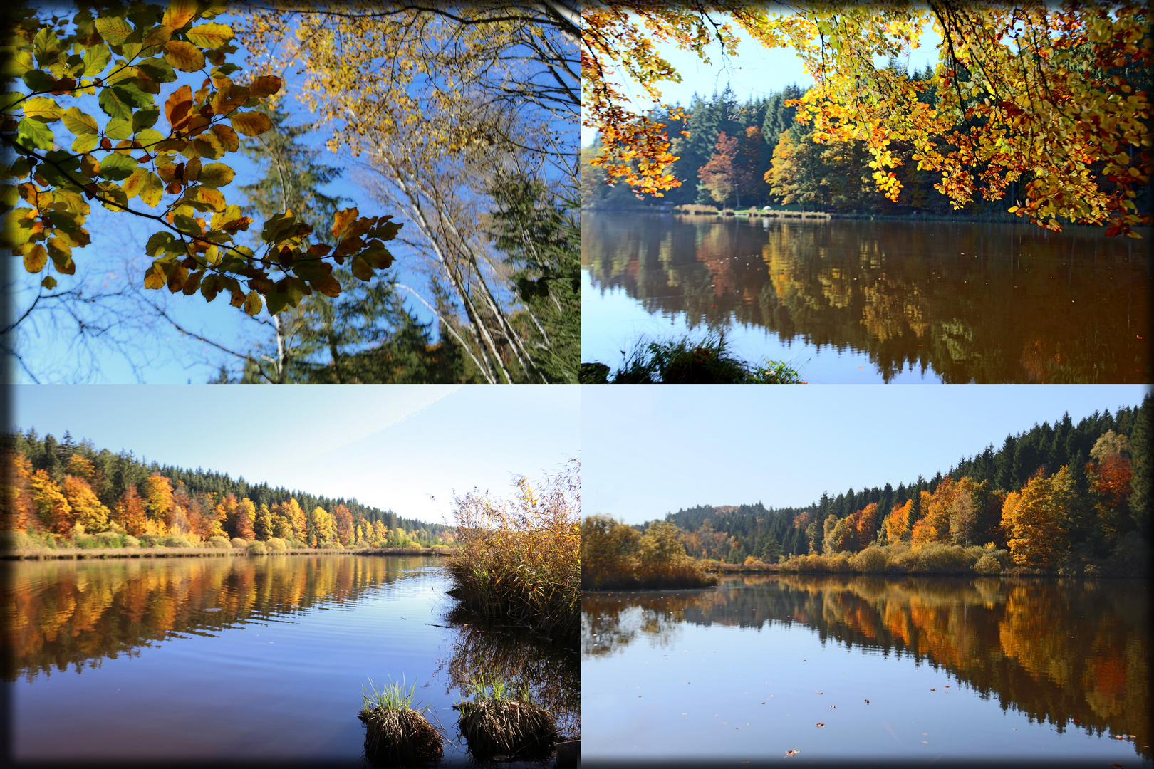 Blühender Herbst