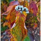 Blühender Herbst