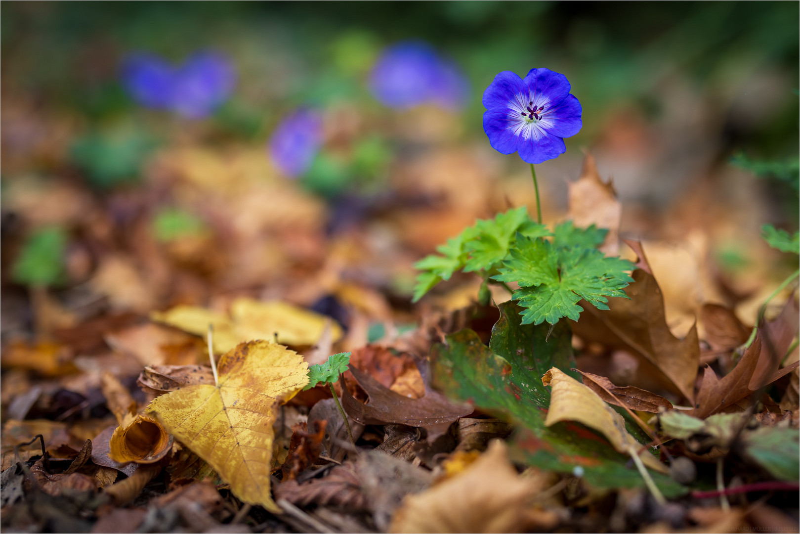 Blühender Herbst