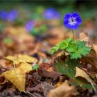 Blühender Herbst