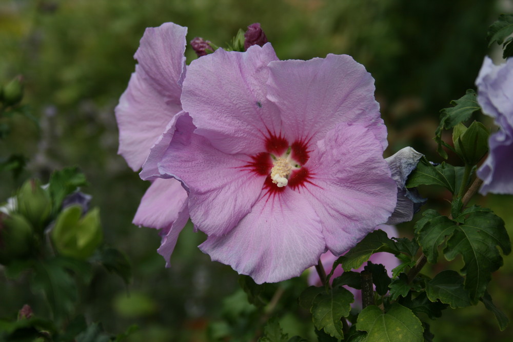 Blühender Hibiskus