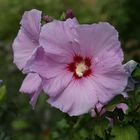 Blühender Hibiskus