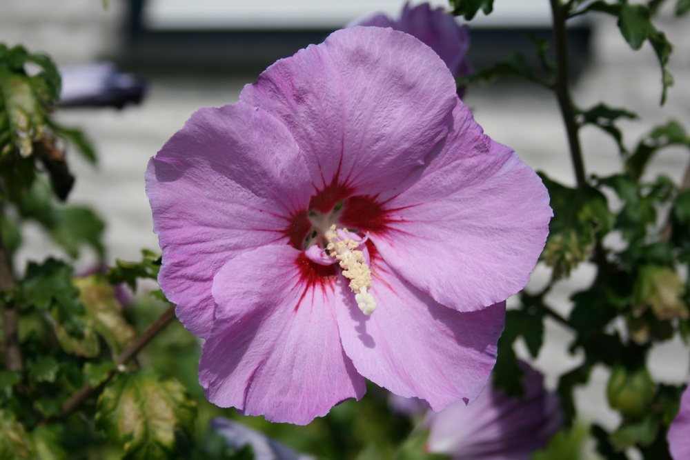 Blühender Hibiskus 2