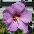 Blühender Hibiskus 2