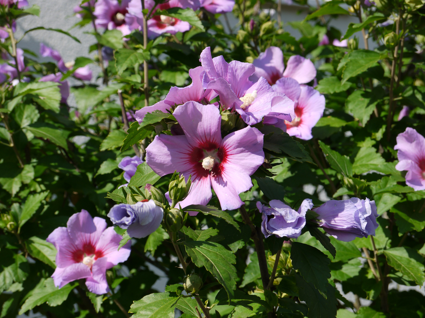 53+ Bilder Von Hibiskus, Finden sie hochwertige fotos, die sie