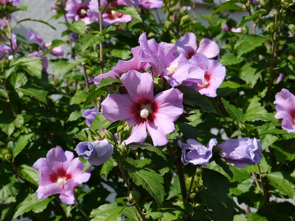 Blühender Hibiskus Foto & Bild deutschland, europe, hessen Bilder auf