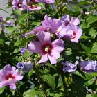 Blühender Hibiskus