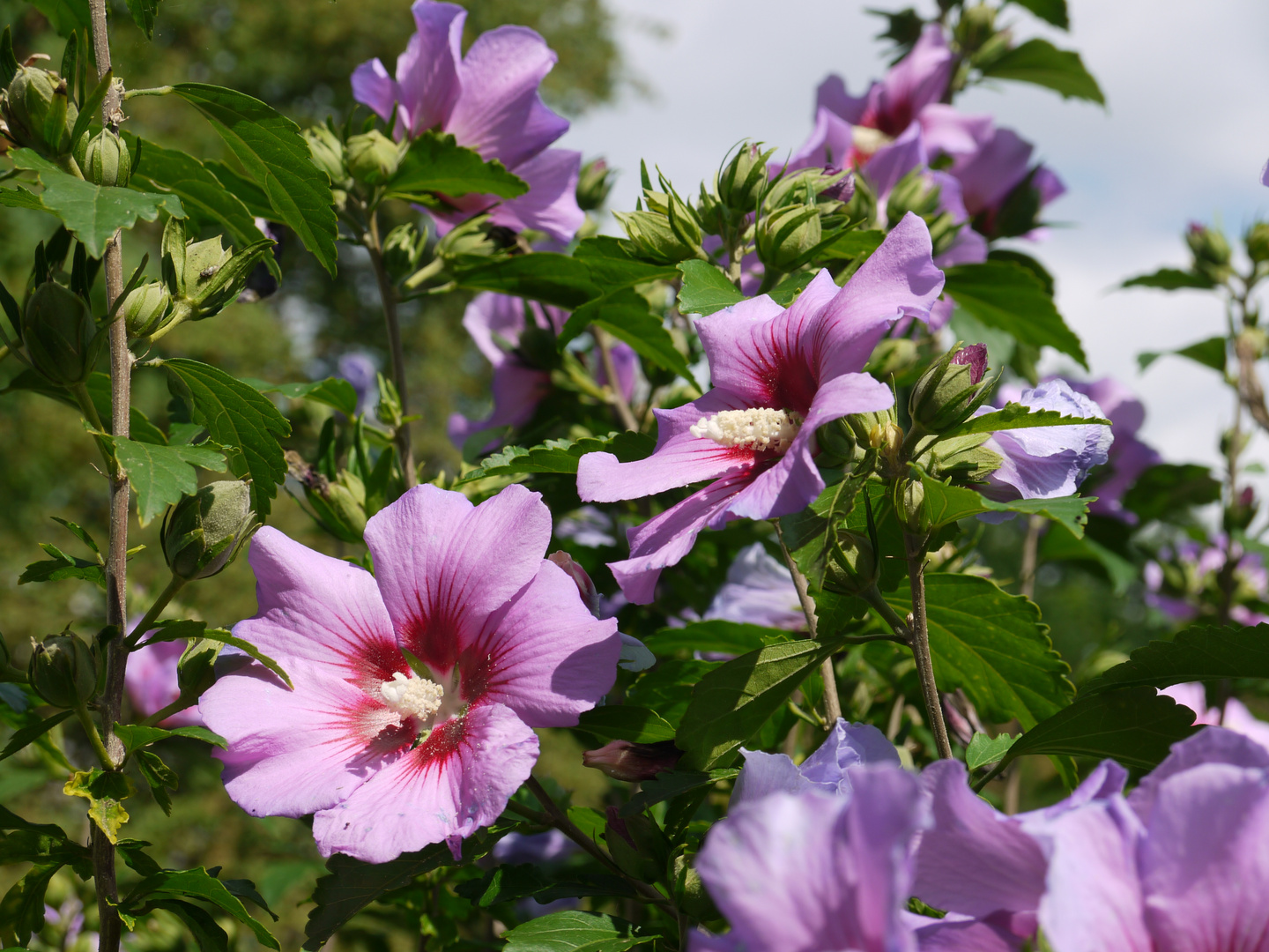 Blühender Hibiskus