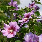 Blühender Hibiskus