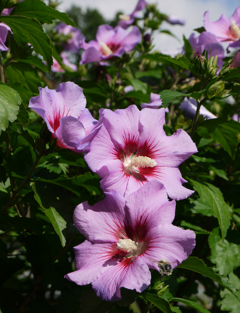 Blühender Hibiskus