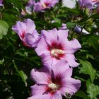 Blühender Hibiskus