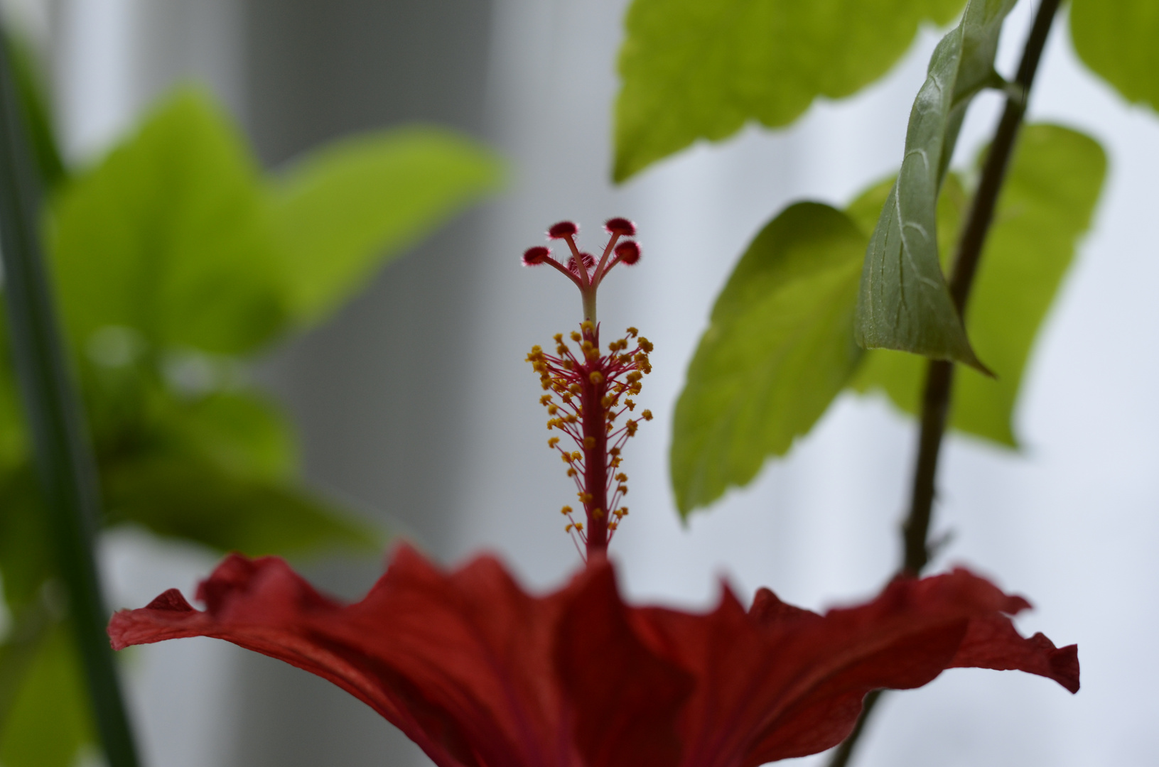 blühender Hibiskus