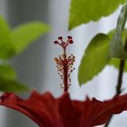 blühender Hibiskus