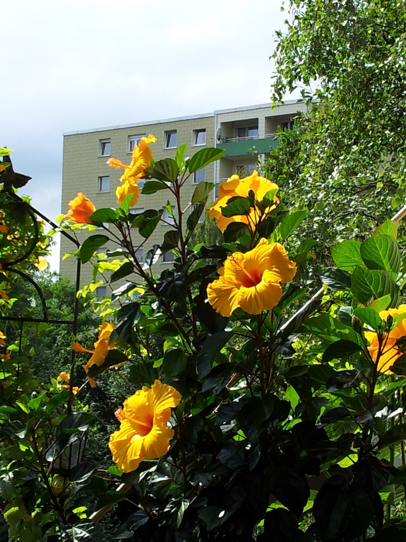 Blühender Hibiskus