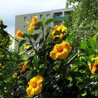 Blühender Hibiskus