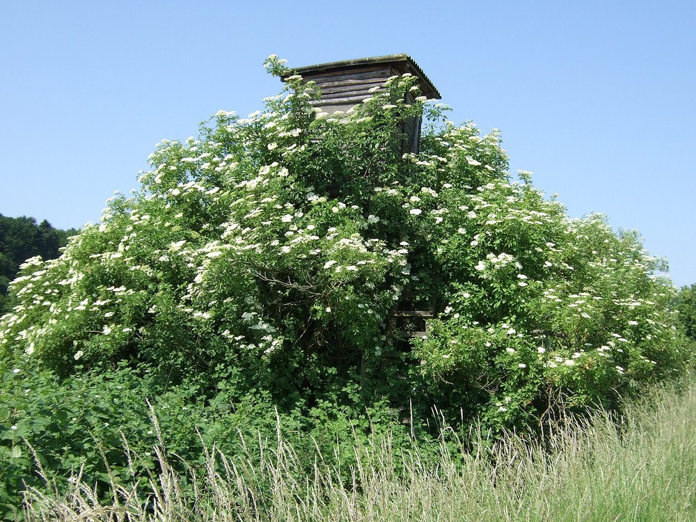 Blühender  Holunderbaum mit Baumhaus!