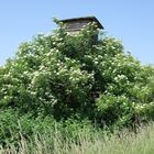 Blühender  Holunderbaum mit Baumhaus!