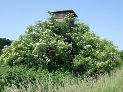 Blühender  Holunderbaum mit Baumhaus!