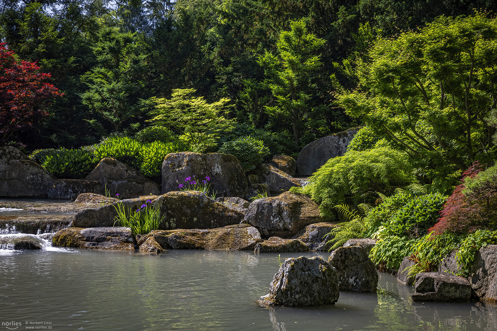 Blühender Japangarten