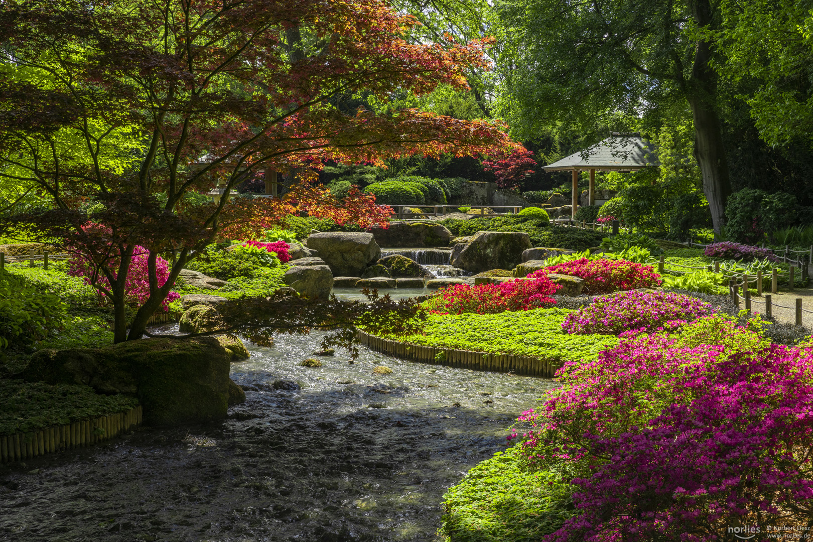 Blühender Japangarten