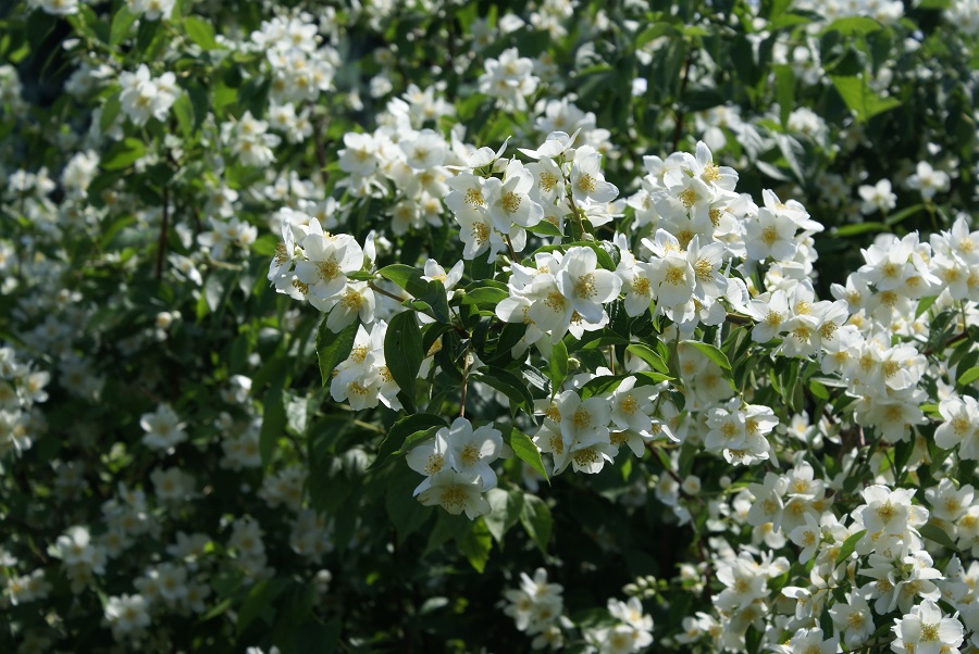 blühender Jasmin