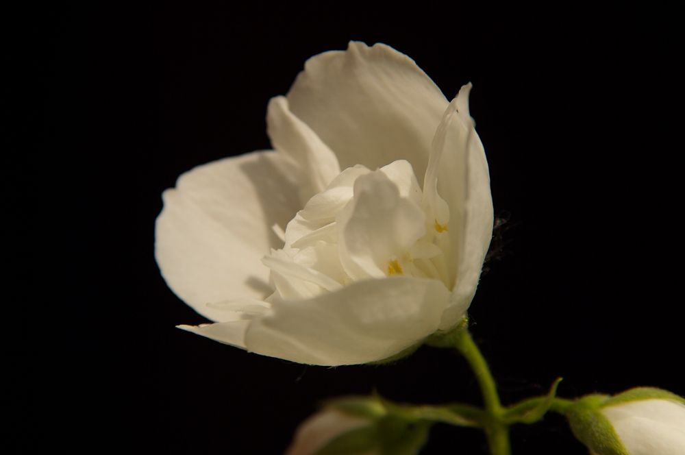 blühender Jasmin