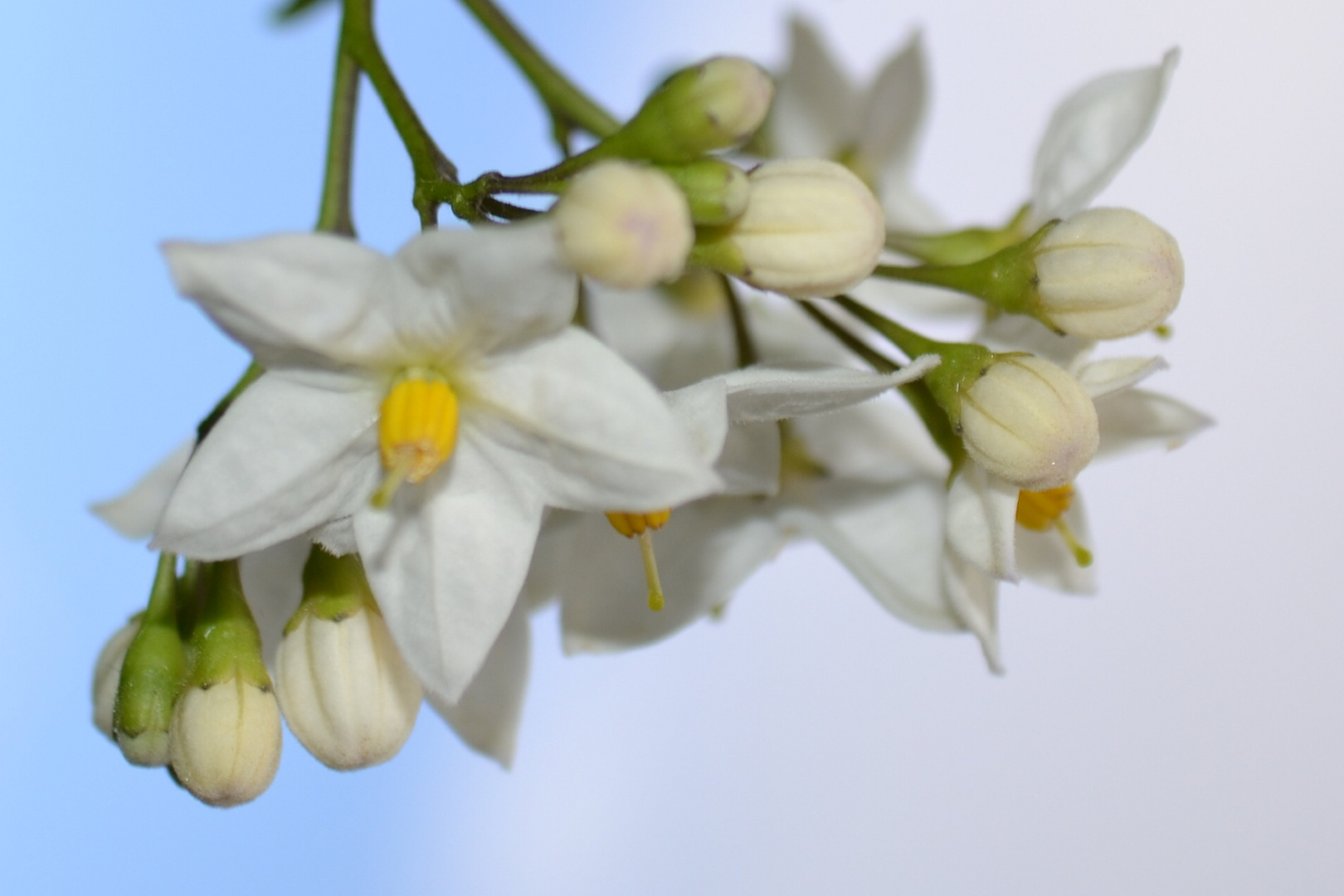 Blühender Jasmin und welch ein Duft .....