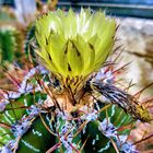 Blühender Kaktus 4
