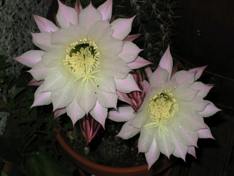 Blühender Kaktus