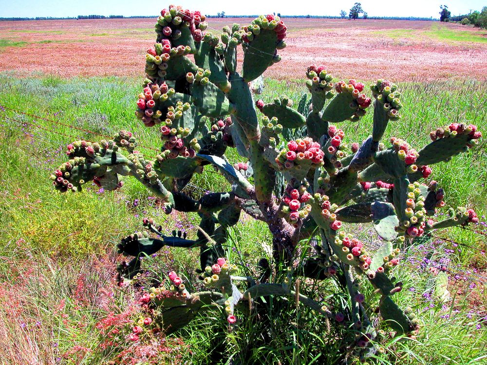 Blühender Kaktus am Wegesrand, bei der Abfahrt von Goondiwindi.