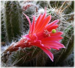 Blühender Kaktus auf unserem Balkon - Echinocereus sanpedroensis