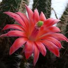 Blühender Kaktus auf unserem Balkon - Echinocereus sanpedroensis