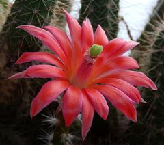 Blühender Kaktus auf unserem Balkon - Echinocereus sanpedroensis