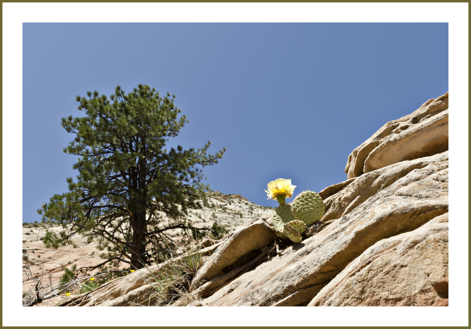 blühender Kaktus im Zion NP