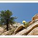 blhender Kaktus im Zion NP