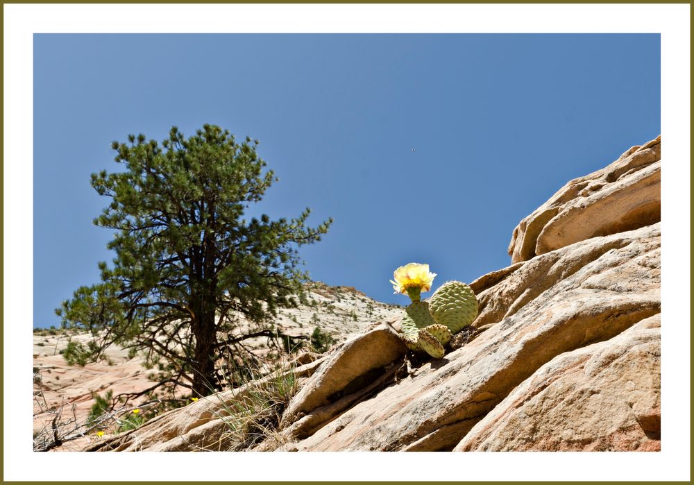 blühender Kaktus im Zion NP