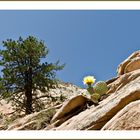 blühender Kaktus im Zion NP