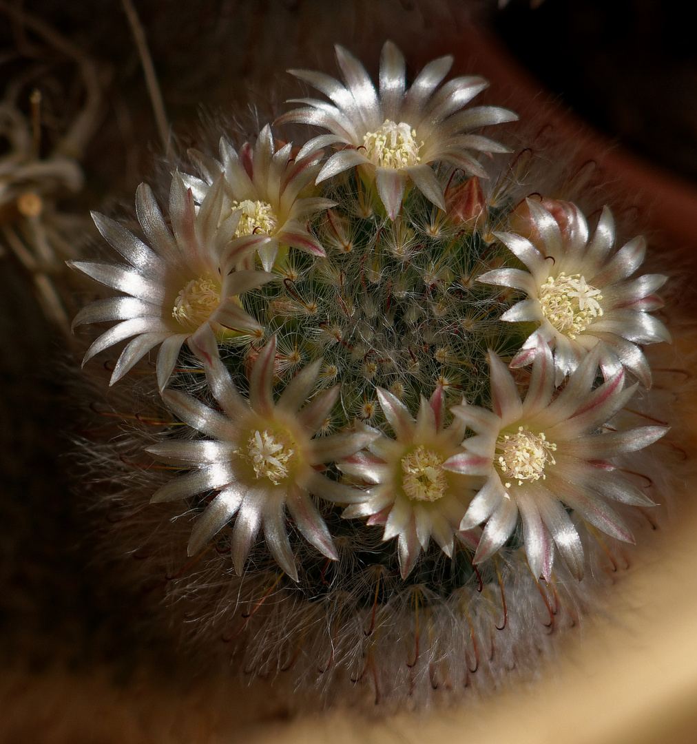 Blühender Kaktus  (Mammillaria )