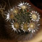 Blühender Kaktus  (Mammillaria )