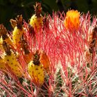 Blühender Kaktus mit gelben Kaktusfeigen