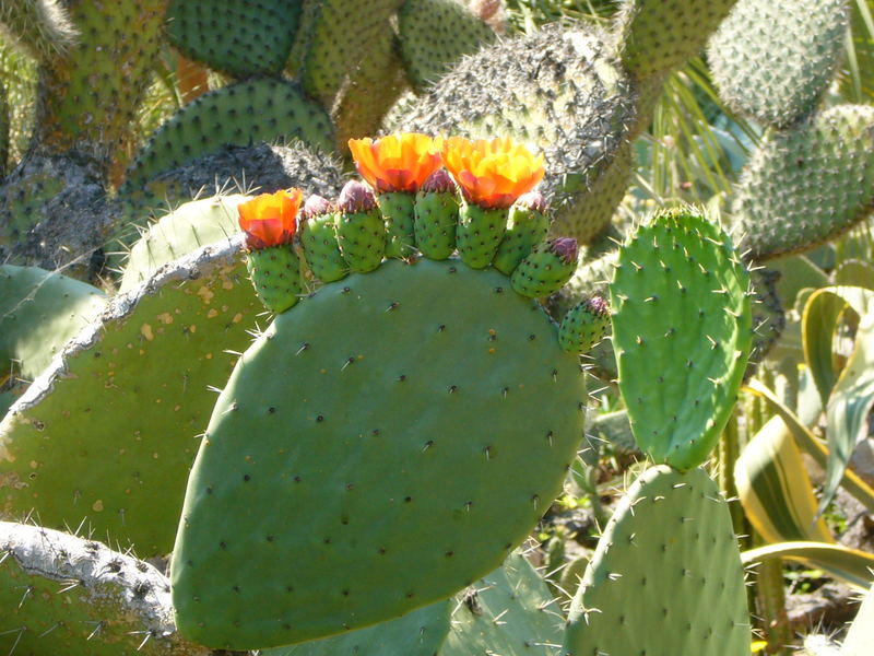 Blühender Kaktus(fuss)