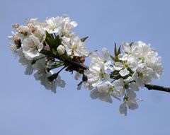 Blühender Kirschbaum