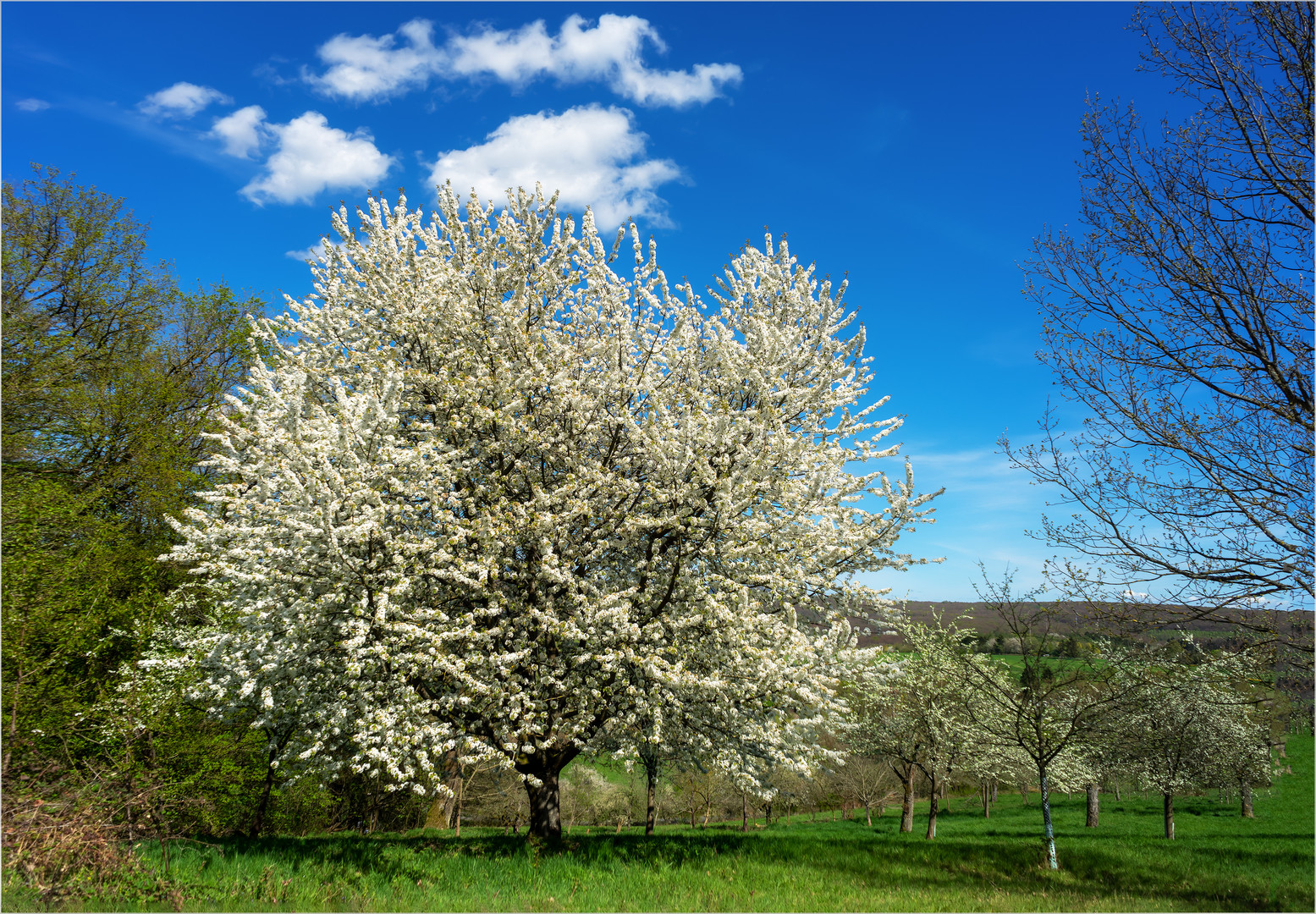 Blühender Kirschbaum auf einer Streuobstwiese