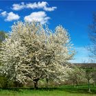 Blühender Kirschbaum auf einer Streuobstwiese