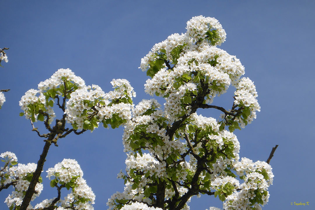 blühender Kirschbaum - Der Frühling ist da - trotz Regen und Sturm