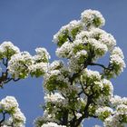 blühender Kirschbaum - Der Frühling ist da - trotz Regen und Sturm