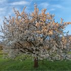 Blühender Kirschbaum im Abendlicht